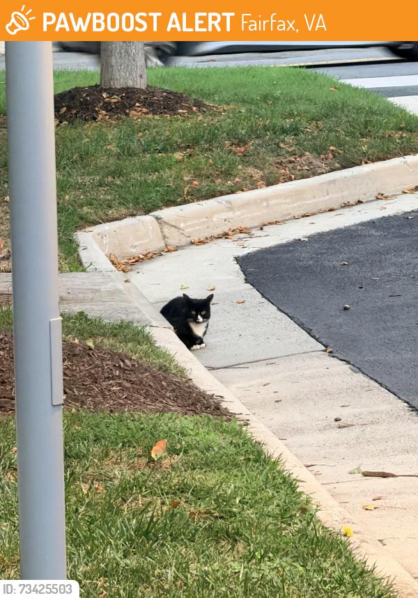 Found/Stray Unknown Cat last seen By s, Fairfax, VA 22031