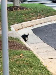 Found/Stray Unknown Cat last seen By s, Fairfax, VA 22031
