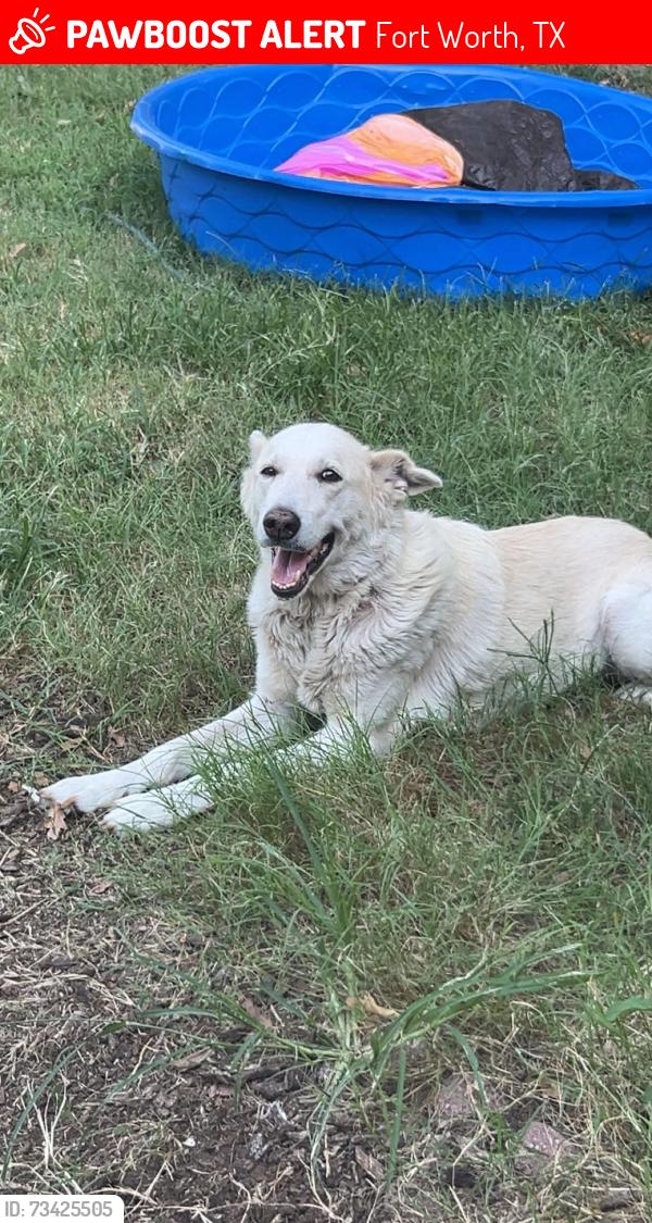 Lost Female Dog last seen La grand plaza, Fort Worth, TX 76119