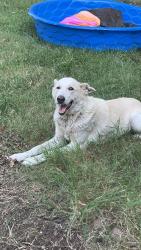 Lost Female Dog last seen La grand plaza, Fort Worth, TX 76119