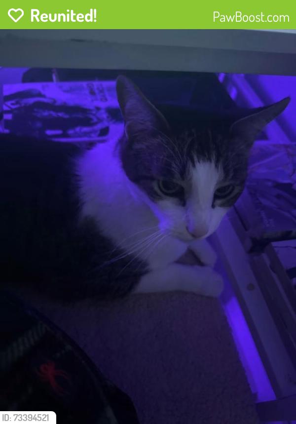 Reunited Male Cat last seen pin oak dr, Bethlehem, GA 30620