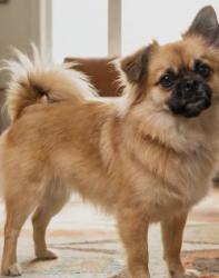 Lost Female Dog last seen West 23rd St and hoover St Los Angeles CA USA 90007, Los Angeles, CA 90007