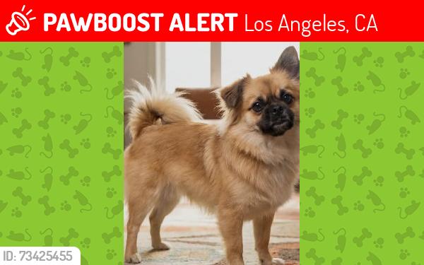 Lost Female Dog last seen West 23rd St and hoover St Los Angeles CA USA 90007, Los Angeles, CA 90007