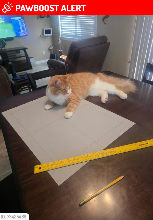 Lost Male Cat last seen Hamilton st, Rancho Cucamonga, CA 91701