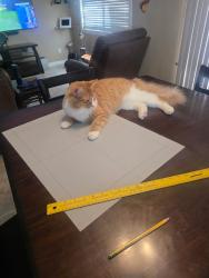 Lost Male Cat last seen Hamilton st, Rancho Cucamonga, CA 91701