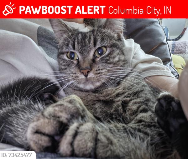 Lost Female Cat last seen Bobwhite Lane Columbia City IN, Columbia City, IN 46725