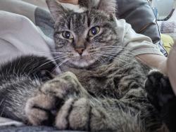 Lost Female Cat last seen Bobwhite Lane Columbia City IN, Columbia City, IN 46725