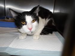 Shelter Stray Male Cat last seen , 11361 W Pico Blvd, Los Angeles, CA 90064, USA