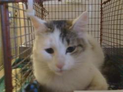 Shelter Stray Female Cat last seen ISTHMUS CT/DELTA POINTE WAY, 95823, 3839 Bradshaw Rd, Sacramento, CA 95827, USA