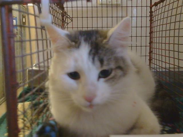Shelter Stray Female Cat last seen ISTHMUS CT/DELTA POINTE WAY, 95823, 3839 Bradshaw Rd, Sacramento, CA 95827, USA