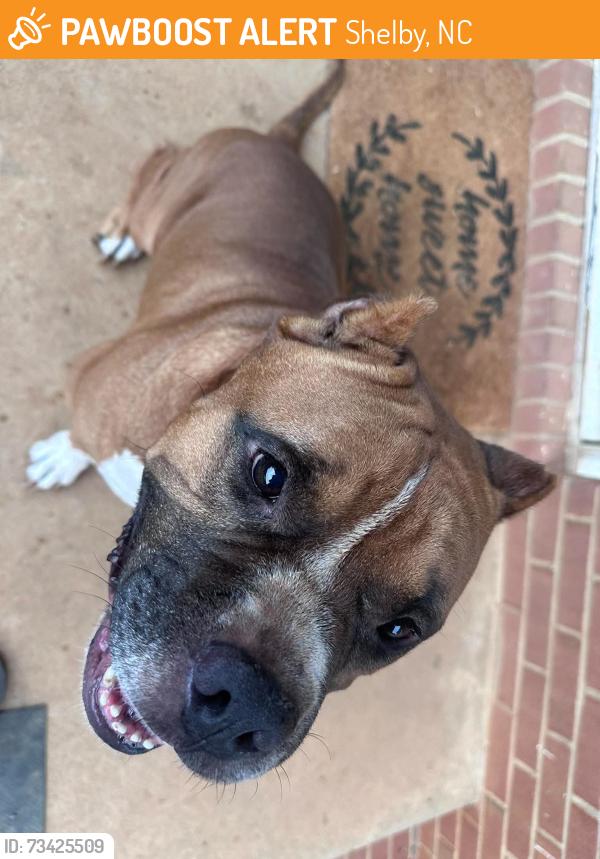 Found/Stray Male Dog last seen Glennbrooke dr, Shelby, NC 28150