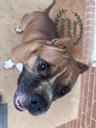Found/Stray Male Dog last seen Glennbrooke dr, Shelby, NC 28150