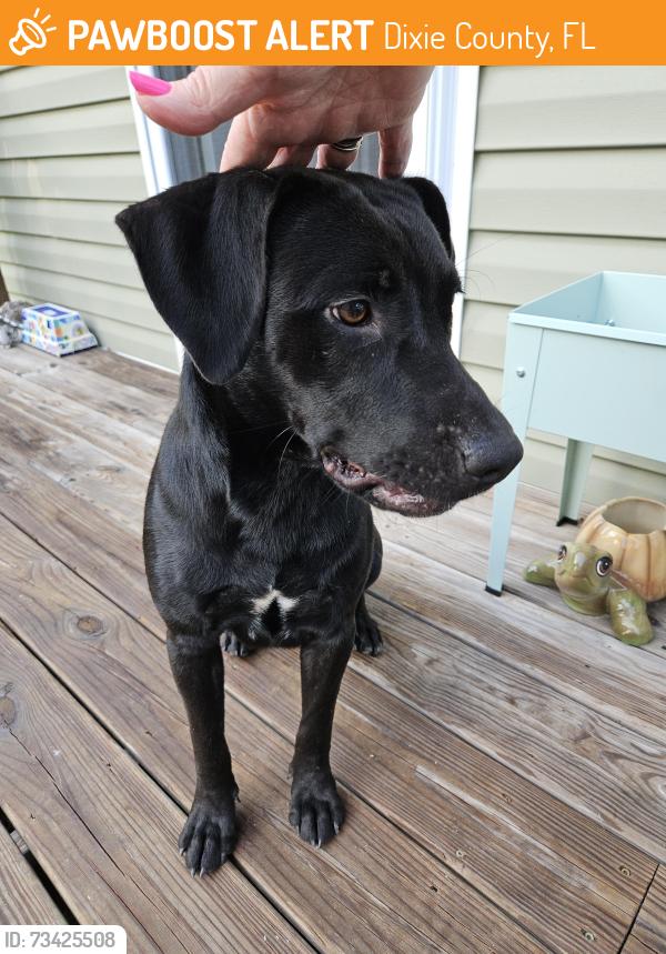 Found/Stray Unknown Dog last seen NE 364 Ave, Dixie County, FL 32680