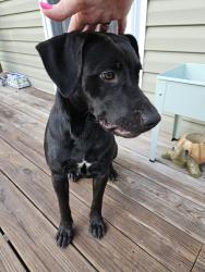 Found/Stray Unknown Dog last seen NE 364 Ave, Dixie County, FL 32680