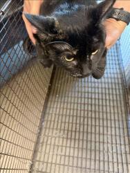 Shelter Stray Female Cat last seen , West Valley Animal Shelter, 20655 Plummer St, Chatsworth, CA 91311, USA