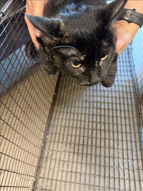 Shelter Stray Female Cat last seen , West Valley Animal Shelter, 20655 Plummer St, Chatsworth, CA 91311, USA