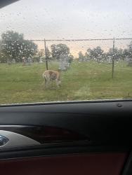 Reunited Unknown Dog last seen Elmhurst cemetery, Saint Paul, MN 55117