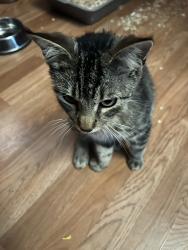 Lost Male Cat last seen Lomax drive next to skyline highschool, Dallas, TX 75227