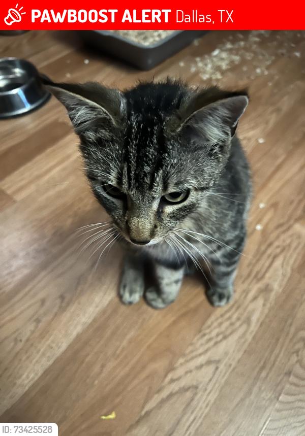 Lost Male Cat last seen Lomax drive next to skyline highschool, Dallas, TX 75227