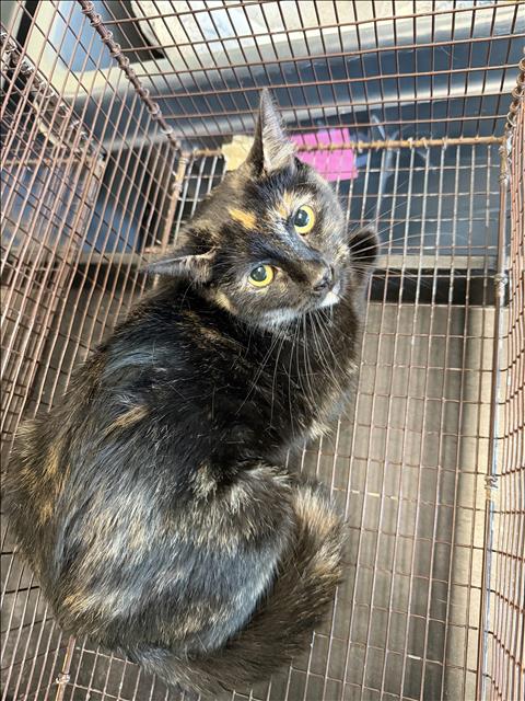 Shelter Stray Female Cat last seen , West Valley Animal Shelter, 20655 Plummer St, Chatsworth, CA 91311, USA