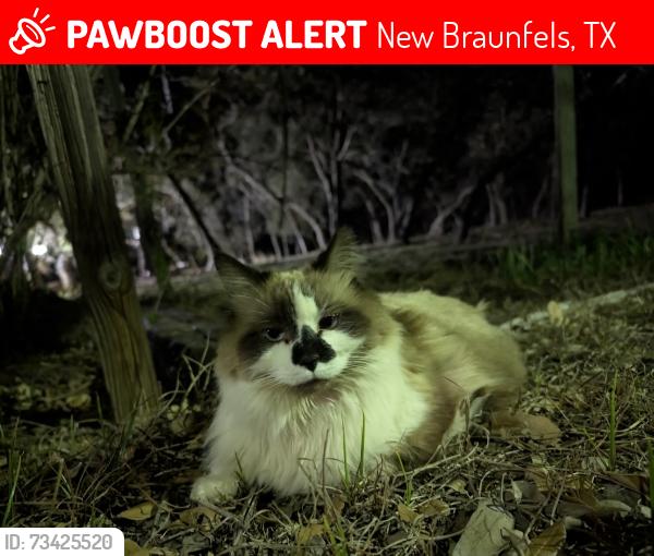 Lost Female Cat last seen rebecca creek road, New Braunfels, TX 78133