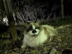 Lost Female Cat last seen rebecca creek road, New Braunfels, TX 78133