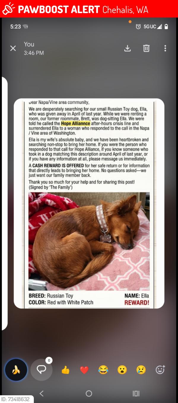 Lost Female Dog last seen W main st Centralia wa, Chehalis, WA 98532