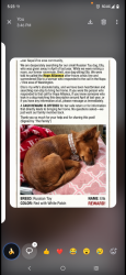 Lost Female Dog last seen W main st Centralia wa, Chehalis, WA 98532