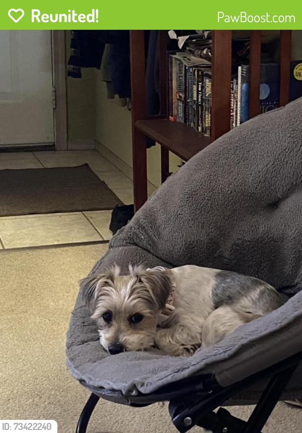 Reunited Female Dog last seen Via Estrada and Calle Aragon, Laguna Woods, CA 92637