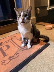 Found/Stray Unknown Cat last seen Meadowbrook neighborhood, Birmingham, AL 35242