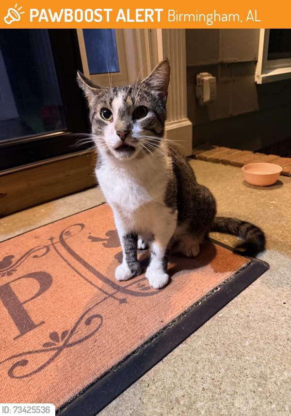Found/Stray Unknown Cat last seen Meadowbrook neighborhood, Birmingham, AL 35242