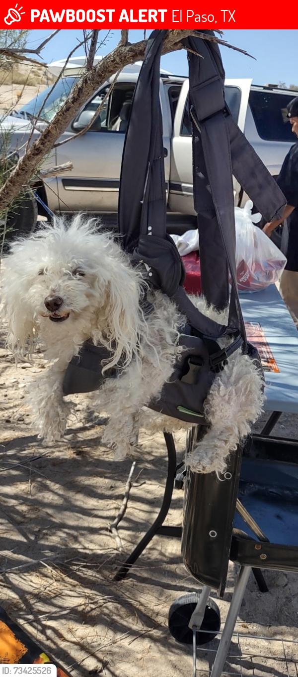 Lost Female Dog last seen Diana Street, El Paso, TX 79904