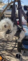 Lost Female Dog last seen Diana Street, El Paso, TX 79904