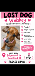 Lost Female Dog last seen Near E Edgewood, Lakeland, FL 33803