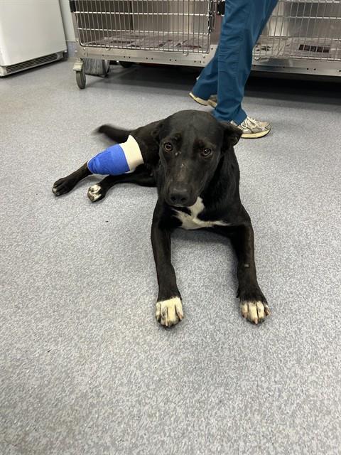 Shelter Stray Female Dog last seen Near BLOCK E TROTTER AVE, MOJAVE CA 93501, 3951 Fruitvale Ave, Bakersfield, CA 93308, USA