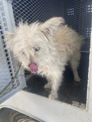 Shelter Stray Male Dog last seen Near BLOCK PALM AVE, WASCO CA 93280, 3951 Fruitvale Ave, Bakersfield, CA 93308, USA