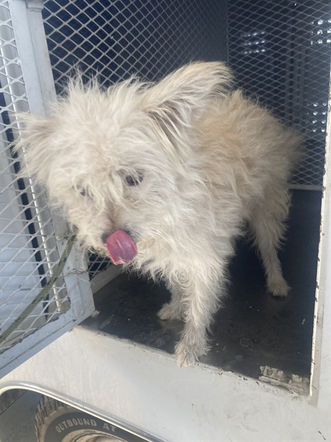 Shelter Stray Male Dog last seen Near BLOCK PALM AVE, WASCO CA 93280, 3951 Fruitvale Ave, Bakersfield, CA 93308, USA