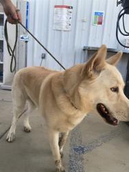 Shelter Stray Male Dog last seen Near BLOCK GARFIELD AVE, TAFT CA 93268, 3951 Fruitvale Ave, Bakersfield, CA 93308, USA