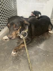 Shelter Stray Female Dog last seen Near BLOCK LIERLY AVE, TAFT CA 93268, 3951 Fruitvale Ave, Bakersfield, CA 93308, USA