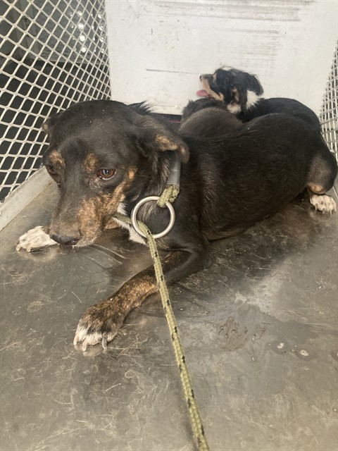 Shelter Stray Female Dog last seen Near BLOCK LIERLY AVE, TAFT CA 93268, 3951 Fruitvale Ave, Bakersfield, CA 93308, USA