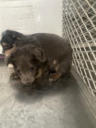 Shelter Stray Male Dog last seen Near BLOCK LIERLY AVE, TAFT CA 93268, 3951 Fruitvale Ave, Bakersfield, CA 93308, USA