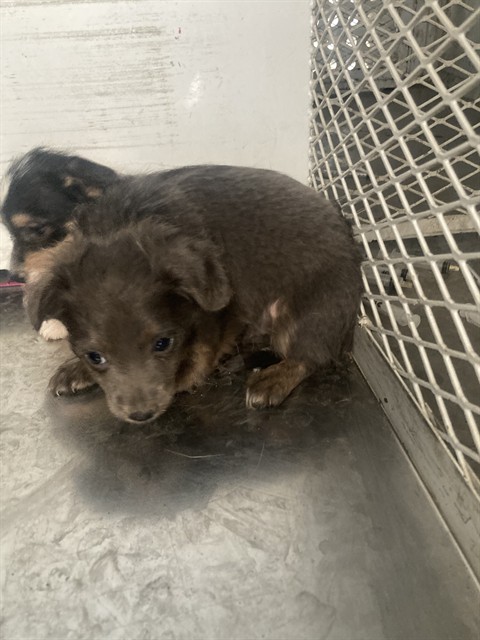 Shelter Stray Male Dog last seen Near BLOCK LIERLY AVE, TAFT CA 93268, 3951 Fruitvale Ave, Bakersfield, CA 93308, USA