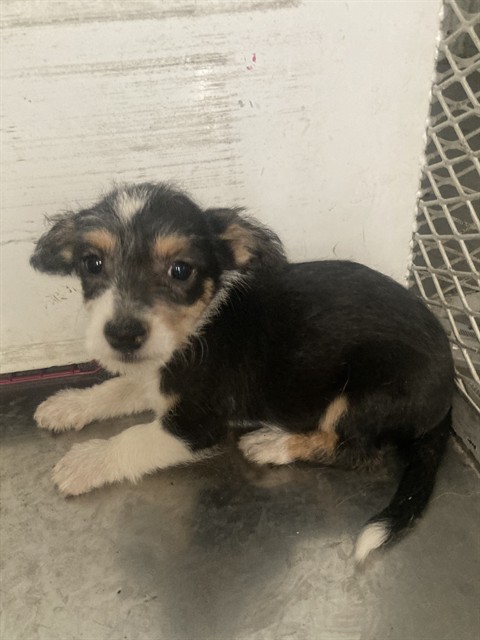 Shelter Stray Male Dog last seen Near BLOCK LIERLY AVE, TAFT CA 93268, 3951 Fruitvale Ave, Bakersfield, CA 93308, USA