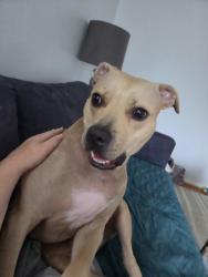 Lost Male Dog last seen Near St Louis Park Costco, St. Louis Park, MN 55416