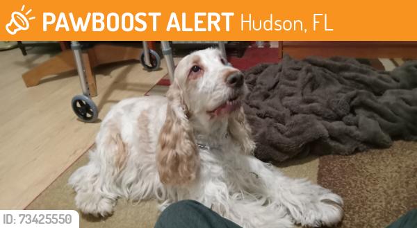 Found/Stray Male Dog last seen US19 and Rainbow Oaks Dr, Hudson, FL 34667