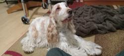 Found/Stray Male Dog last seen US19 and Rainbow Oaks Dr, Hudson, FL 34667