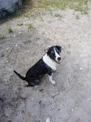Shelter Stray Female Dog last seen Near BLOCK MONROE SMITH RD, 2020 Forest St, Jacksonville, FL 32204, USA