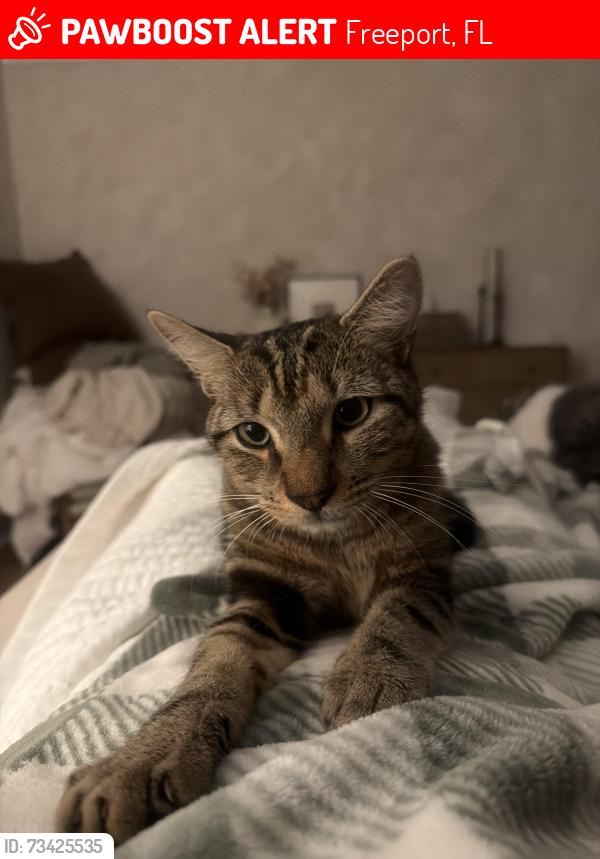 Lost Male Cat last seen Water oak st, live oak st, state hwy 20, Freeport, FL 32439