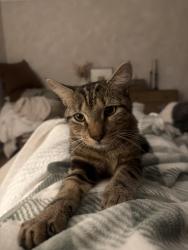 Lost Male Cat last seen Water oak st, live oak st, state hwy 20, Freeport, FL 32439