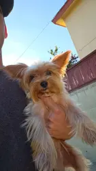 Found/Stray Female Dog last seen Imperial Ave/116th St, Hawthorne, CA 90250